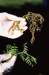 Treated and untreated vetch. Click here for full photo caption.