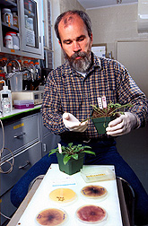 Plant pathologist Bryan Bailey holds a damaged spotted knapweed that was sprayed with Nep1 a day earlier. Click here for full photo caption.
