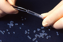 After being rubbed between palms to pick up human scents, glass beads are carefully loaded into a glass insert. Click here for full photo caption.