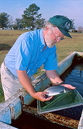 Fish biologist Gerald Ludwig examines a market-size sunshine bass. Click here for full photo caption.