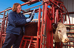 Veterinarian prepares to inject a cow with the new vaccine for bovine leptospirosis. Click here for full photo caption.