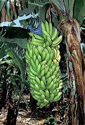 Plantains: Click here for photo caption.