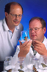 Entomologist and technician observe a group of butterflies: Click here for full photo caption.