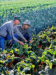 Organic farmer and horticulturist inspect leaves of red chard: Click here for full photo caption.