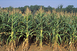 Conventionally grown corn: Click here for full photo caption.