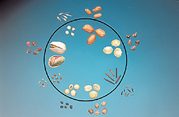 Seeds from domestic crops: Click here for full photo caption.