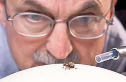 Entomologist observes a Colorado potato beetle's reponse to plant odors: Click here for full photo caption.
