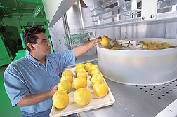 Technician places oranges in a water bath heated with radio waves: Click here for full photo caption.