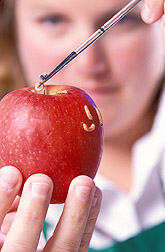 Technician infests an apple with codling moth larvae: Click here for full photo caption.