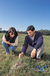 Entomologist and technician examine a red imported fire ant colony: Click here for full photo caption.