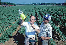 Entomologist and cotton farmer examine a boll weevil pheromone trap: Click here for full photo caption.