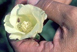 Lady bird beetle on a cotton bloom: Click here for full photo caption.
