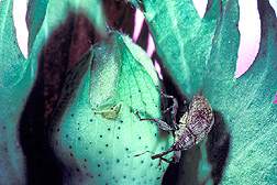 Boll weevil on a cotton boll: Click here for photo caption.