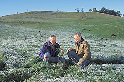 Research leader and animal scientist examine frost-stressed forage: Click here for full photo caption.