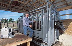 Animal scientist uses ultrasound on finishing steers: Click here for full photo caption.