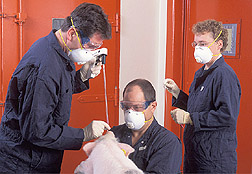 Two veterinary medical officers use a laryngoscope to inoculate an anesthetized pig, while a technician observes: Click here for full photo caption. 