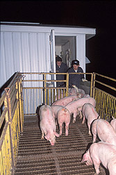 Veterinary epidemiologist and veterinarian unload pigs from a barn: Click here for full photo caption.