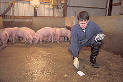 At the slaughterhouse, veterinarian places a gauze pad on the holding pen floor: Click here for full photo caption.