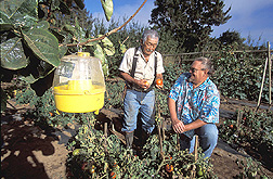Tsukasa Yamamoto of B.E.S.T. Farms and ARS technician look over a patch of fruit fly-free tomatoes: Click here for full photo caption.