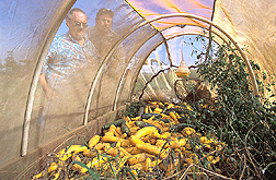ARS technician and local farmer look through a tentlike structure called an augmentorium: Click here for full photo caption.