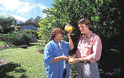 Ecologist shows home gardener how to use fruit fly monitoring traps in her garden: Click here for full photo caption.