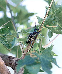 An adult Asian longhorned beetle feeds on the bark of a sentinel tree: Click here for full photo caption.