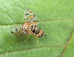Mediterranean fruit fly: Click here for photo caption.
