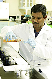 Postdoctoral researcher prepares screwworm embryos: Click here for full photo caption.