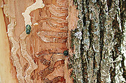 Adult emerald ash borers: Click here for full photo caption.
