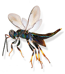 Montage image of a Balcha sp. wasp: Click here for full photo caption.