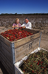 Extension vegetable specialist and agricultural engineer inspect chilis cleaned by experimental cleaner: Click here for full photo caption.