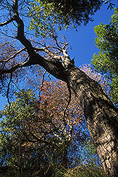 Early signs of sudden oak death on an oak tree: Click here for full photo caption.