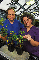 Two plant pathologists examine rhododendrons for symptoms of infection: Click here for full photo caption.