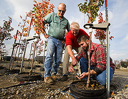 Willoway Nurseries production manager, extension horticulturist, and technician work with nursery-grown trees: Click here for full photo caption.
