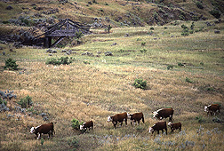 A breeding group of Hereford cattle graze native rangeland at the Fort Keogh Livestock and Range Research Laboratory, Miles City, Montana: Click here for photo caption.