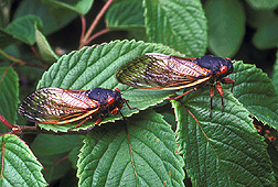 Cicadas, Magicicada septendecimthe: Click here for photo caption.