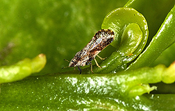 Adult Asian citrus psyllid, Diaphorina citri, (2-3 millimeters long) on a young citrus leaf: Click here for photo caption.