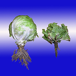 A head of healthy lettuce, left, next to one infected with corky root: Click here for photo caption.