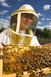 Entomologist observes bees from an African honey bee colony: Click here for full photo caption.