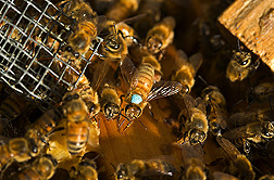 A marked European worker bee: Click here for full photo caption.