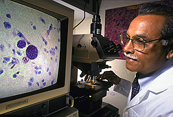 Microbiologist examines swine tissues for Toxoplasma parasites: Click here for full photo caption.