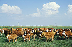 Cattle in a field. Link to photo information