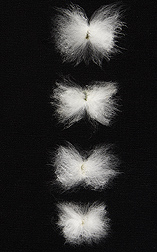 Top: A pima cotton line developed for improved fiber length. Second from top: A standard pima. Third from top: An upland cotton line developed for improved fiber length. Bottom: A standard upland line: Click here for photo caption.