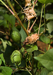 Aborted or shed fruit on a cotton plant as a result of heat sensitivity: Click here for photo caption.