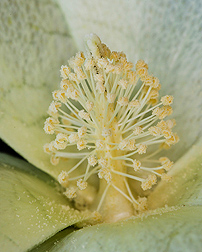 Heat-tolerant cotton flower: Click here for full photo caption.
