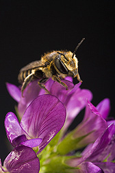 An alfalfa leafcutting bee (Megachile rotundata) on an alfalfa flower: Click here for full photo caption.