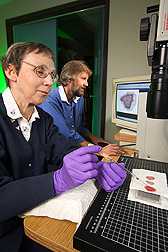 Chemist measures blood-clotting properties on modified cotton fabrics while another chemist studies the resulting image analysis on a nearby computer screen: Click here for full photo caption.