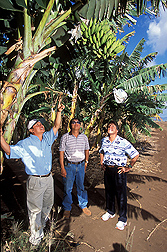 Aloun Farms owner (left) and field manager (center) point out fruit flies hiding in a banana tree to ARS entomologist: Click here for full photo caption.