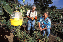 Tsukasa Yamamoto (left) of B.E.S.T. Farms and ARS technician Mike Klungness examine a patch of fruit-fly-free tomatoes: Click here for full photo caption.