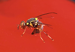 Malaysian fruit fly: Click here for photo caption.